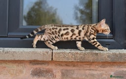 Bengal cats for sale: Show quality Bengal kittens available  - Image 29