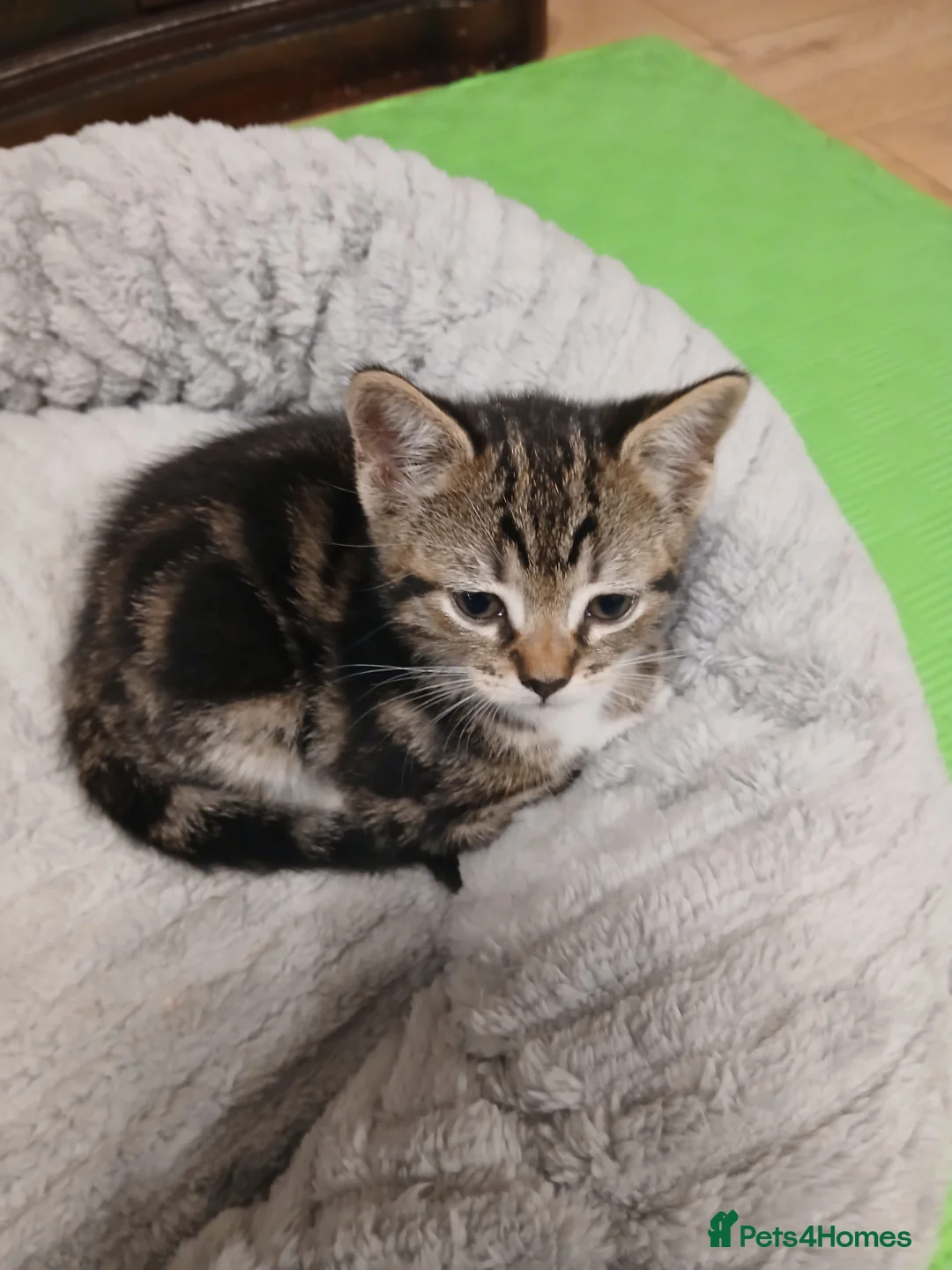 Mixed Breed cats for sale: 4 cute kittens for sale - Advert 2