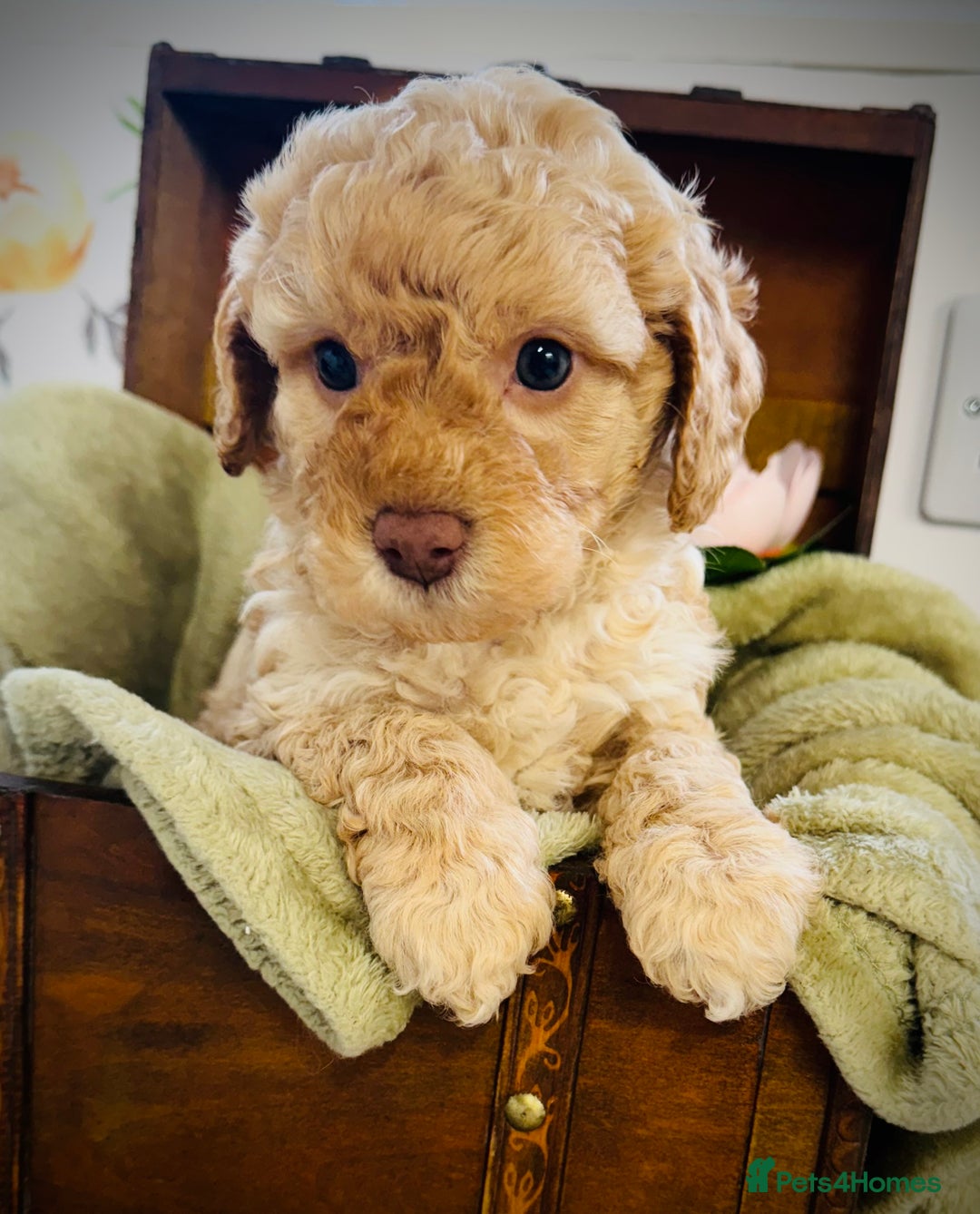 Cavapoochon dogs for sale: F1b Cavapoochon  - Image 10