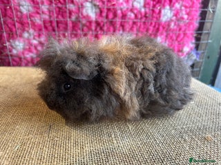 Guinea Pig rodents Guinea pigs mixed breeds - Advert 9