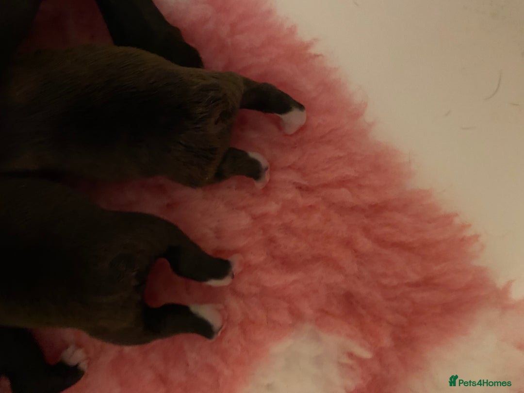 Boston Terrier dogs for sale:  🩷 KC reg gorgeous Boston terrier puppies  💙 - Image 10