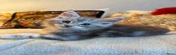 Maine Coon cats for sale: 🐾 beautiful maine coon kittens  - Advert 13