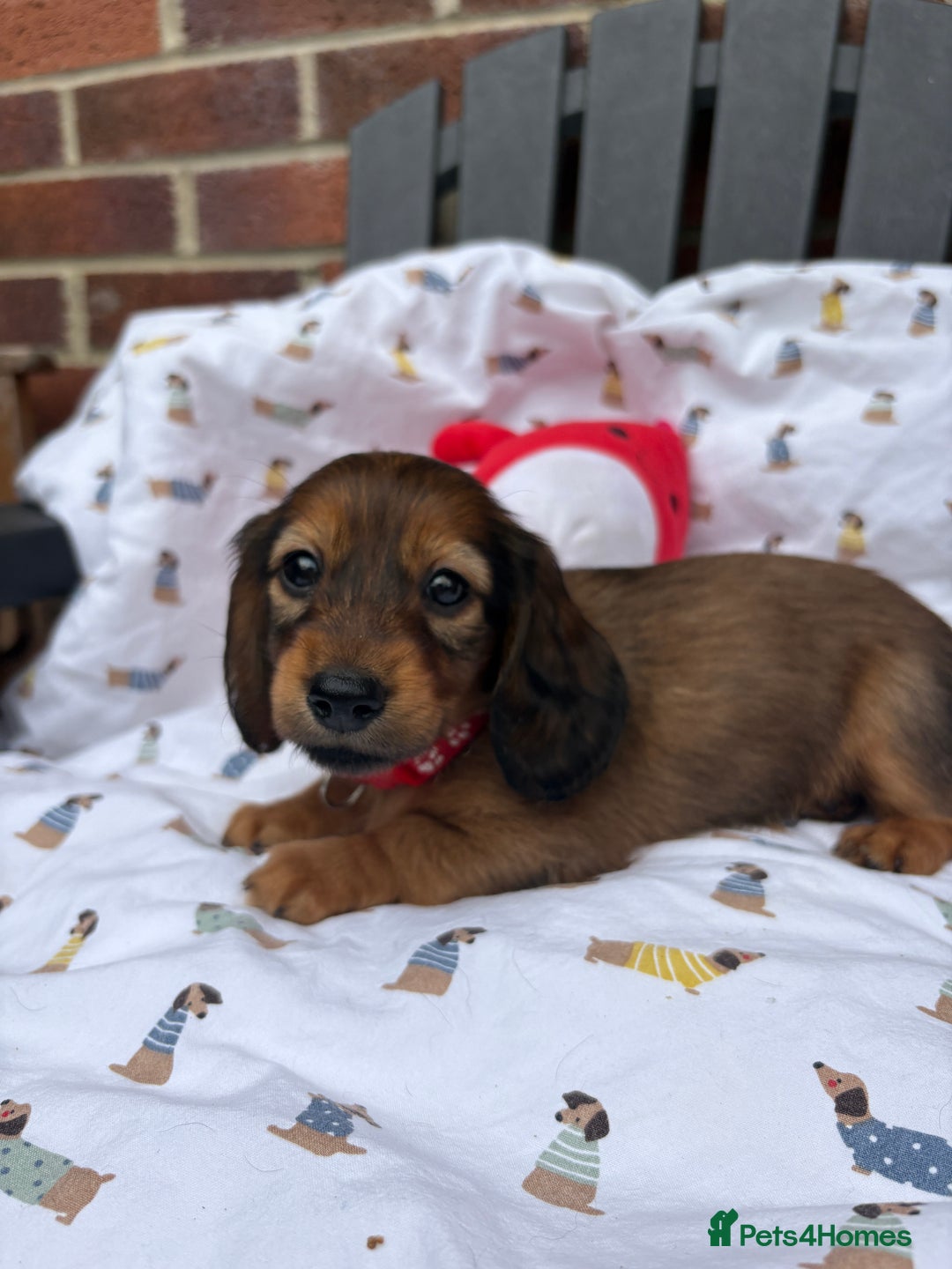 Miniature Dachshund dogs for sale: Amazing Champ Bloodlines Mini Dachshunds ✨ - Image 20