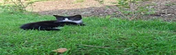 Mixed Breed cats for sale: 2 black kittens are looking for forever home - Advert 3