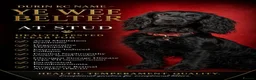 Cocker Spaniel dogs for stud: HEALTH TESTED PROVEN WORKING COCKER SPANIEL - Advert 12