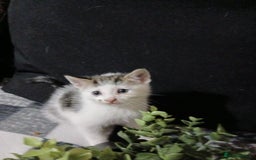 Mixed Breed cats for sale: Beautiful hand reared kittens  - Image 7