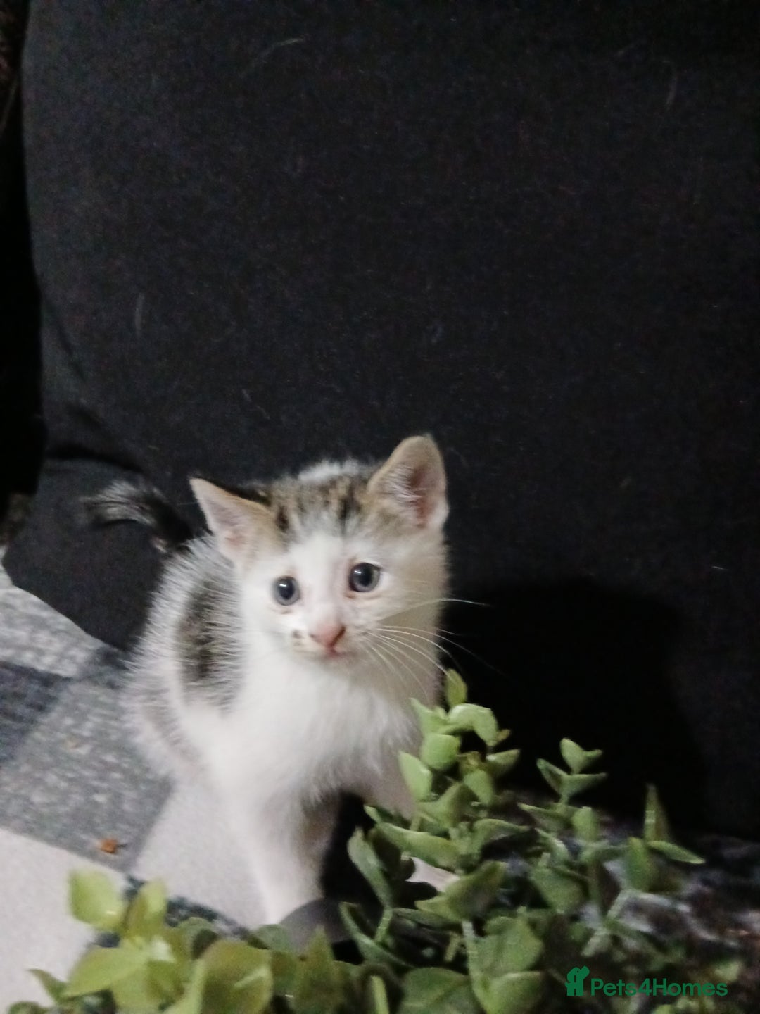 Mixed Breed cats for sale: Beautiful hand reared kittens  - Image 7