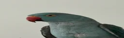 Ringnecks birds for sale: Tame Ringneck for sale - Advert 2