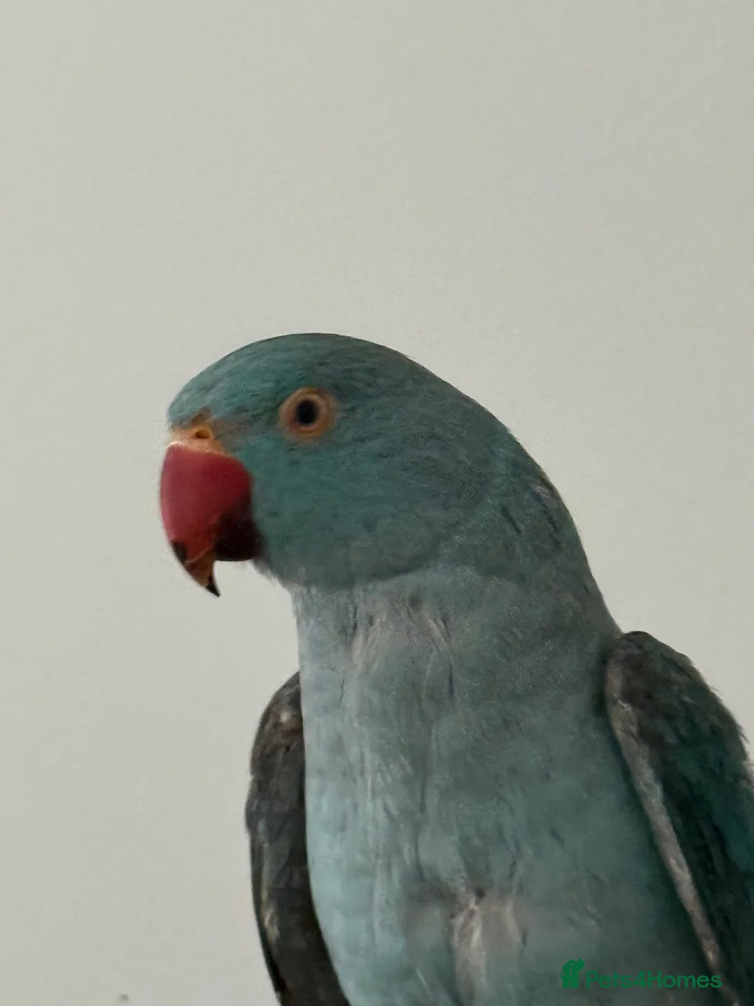 Ringnecks birds for sale: Tame Ringneck for sale - Advert 2