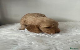 Mixed Breed dogs for sale: Show Cocker X Miniature dachshund Puppies - Image 11