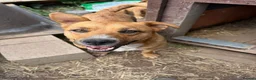 Mixed Breed dogs for adoption: Mum & Daughter Pair - Zelda & Freya in Brighton - Advert 4