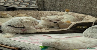 Maltese dogs - Advert 10