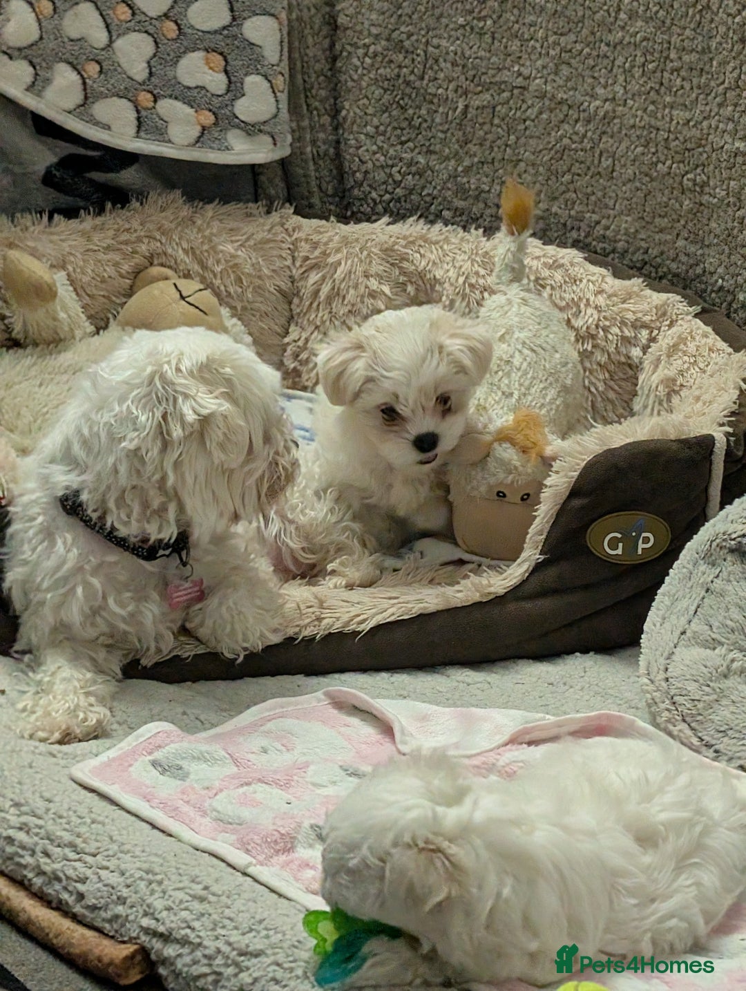 Maltese dogs for sale: Absolutely adorable Maltese girl  - Image 2