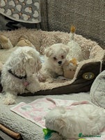 Maltese dogs - Advert 6