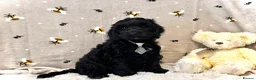 Cockapoo dogs for sale: 🏆CHAMPION LINES🌟 SHOWTYPE Miniature F1 Cockapoos - Advert 7
