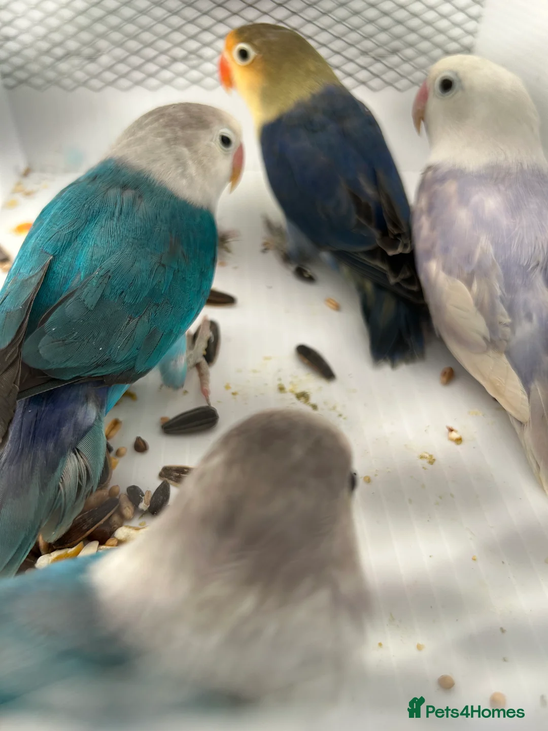 Lovebirds birds for sale: Various Baby Fishers Lovebirds - Advert 6