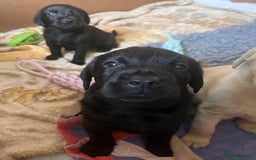 Labrador Retriever dogs for sale: Last Yellow Male available 19th Sept 2025 - Image 11