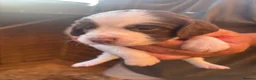 English Springer Spaniel dogs for sale: Miggers pups  - Advert 10