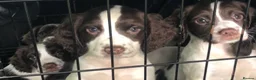 English Springer Spaniel dogs for sale: English Springer Spaniel pups for sale! - Advert 1