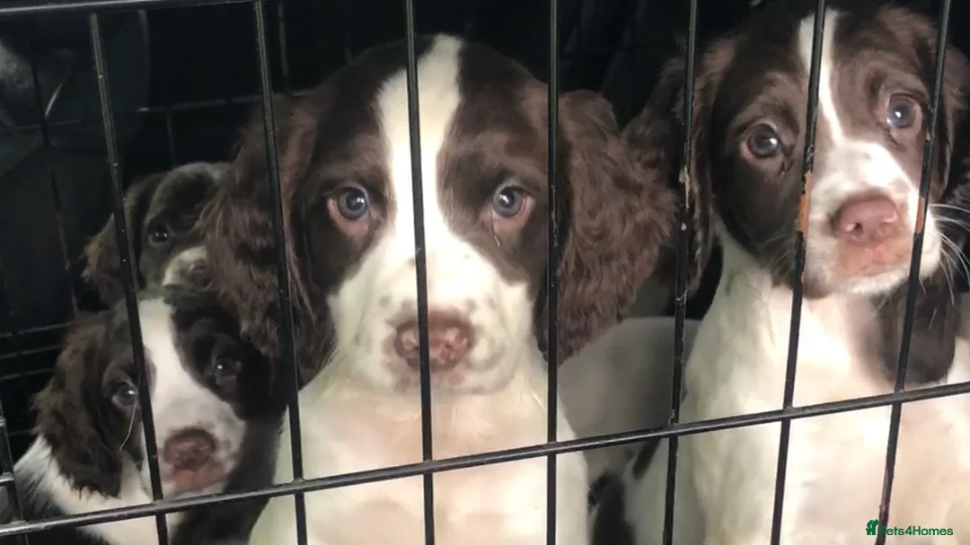 English Springer Spaniel dogs for sale: English Springer Spaniel pups for sale! - Advert 1