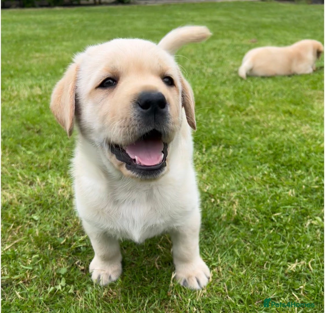 Labrador Retriever dogs One Yellow Purebred Pedigree Male Labrador - Advert 1