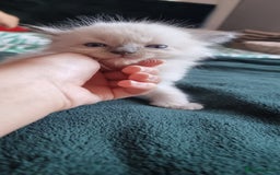 Ragdoll cats for sale: Adorable Ragdoll Kittens - READY NEXT WEEK - Image 17