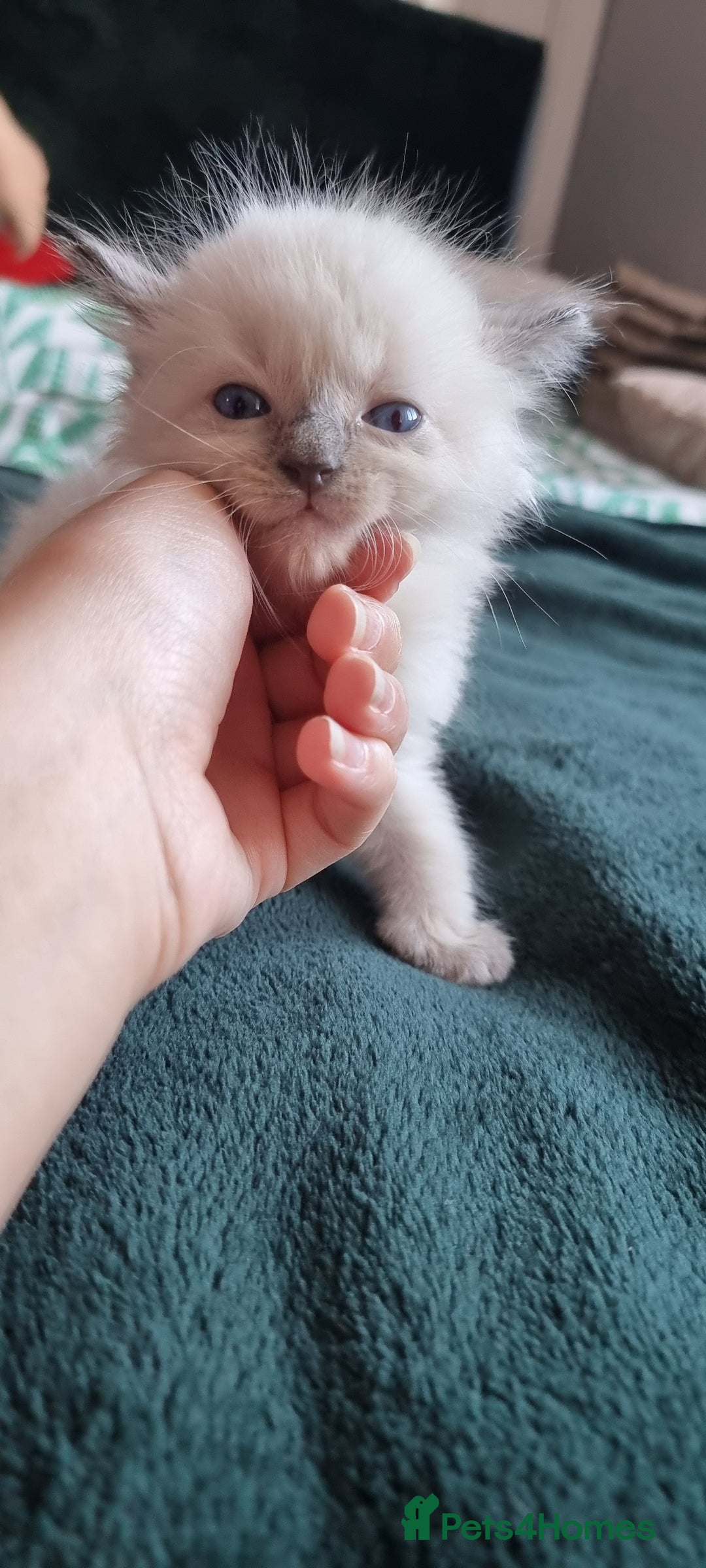 Ragdoll cats for sale: Adorable Ragdoll Kittens - READY NEXT WEEK - Image 17