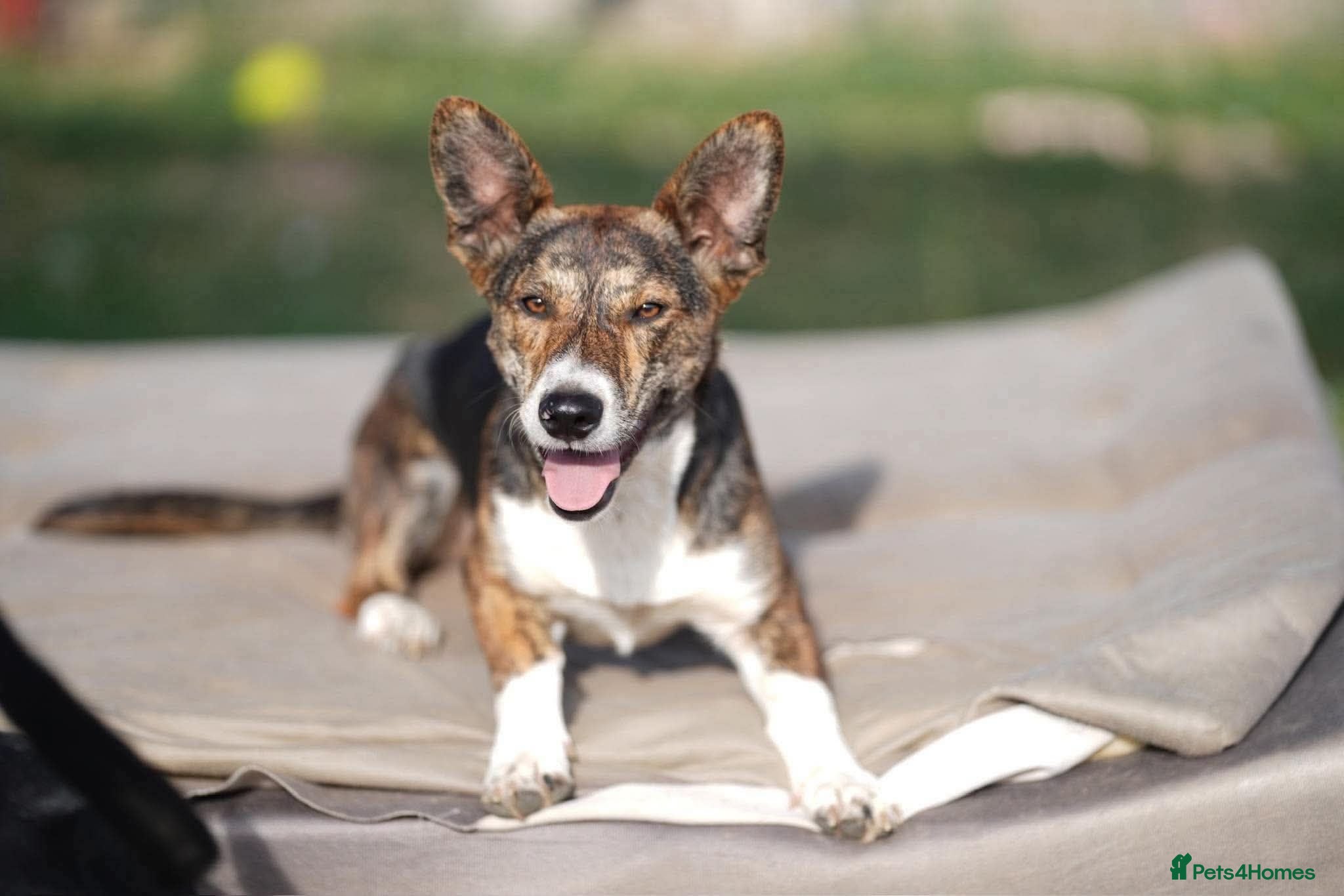 Mixed Breed dogs 💖🐾 BILLIE  - Advert 1