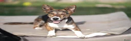 Mixed Breed dogs for adoption: 💖🐾 BILLIE  in Arbroath - Advert 1