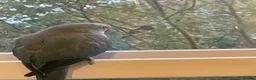 Ringnecks birds for sale: Stunning Blue Female Ringneck Parrot in Uxbridge - Advert 12