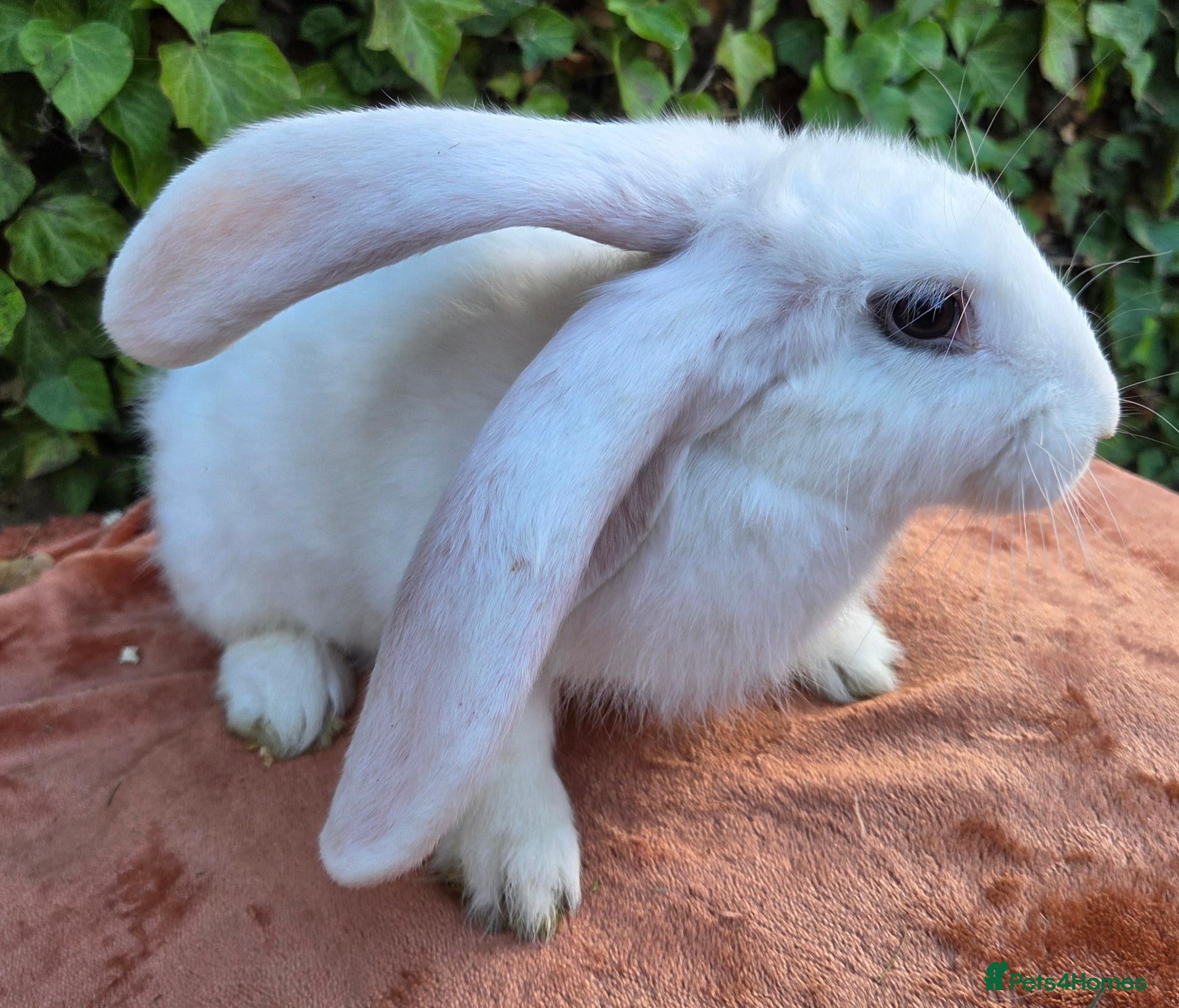 Giant Papillon rabbits Lovely bunnies open to offers  - Advert 20