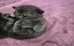 Mixed Breed cats for sale: Beautiful mixed kittens  - Image 5