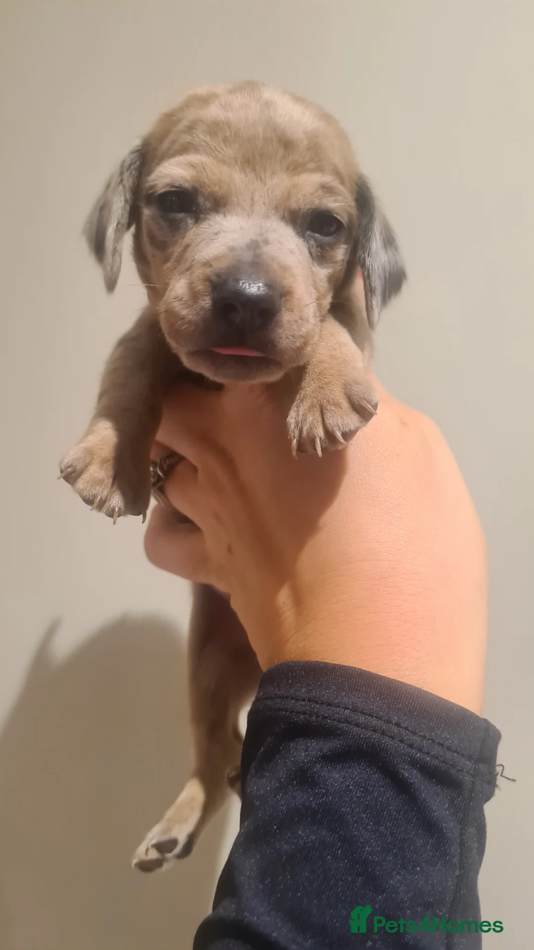 Miniature Dachshund dogs for sale: Beautiful bundle of boy mini daxies 5 boys left  - Advert 21