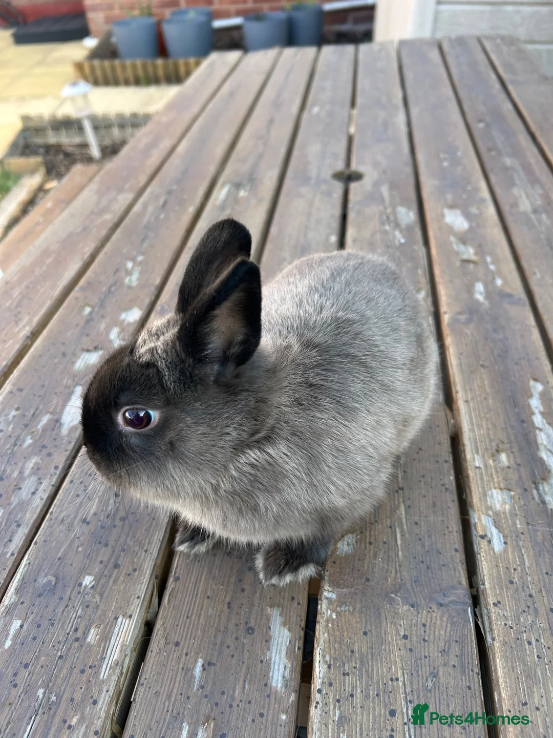 Netherland Dwarf rabbits for sale: Purebred netherland dwarf buck in Birmingham - Advert 2