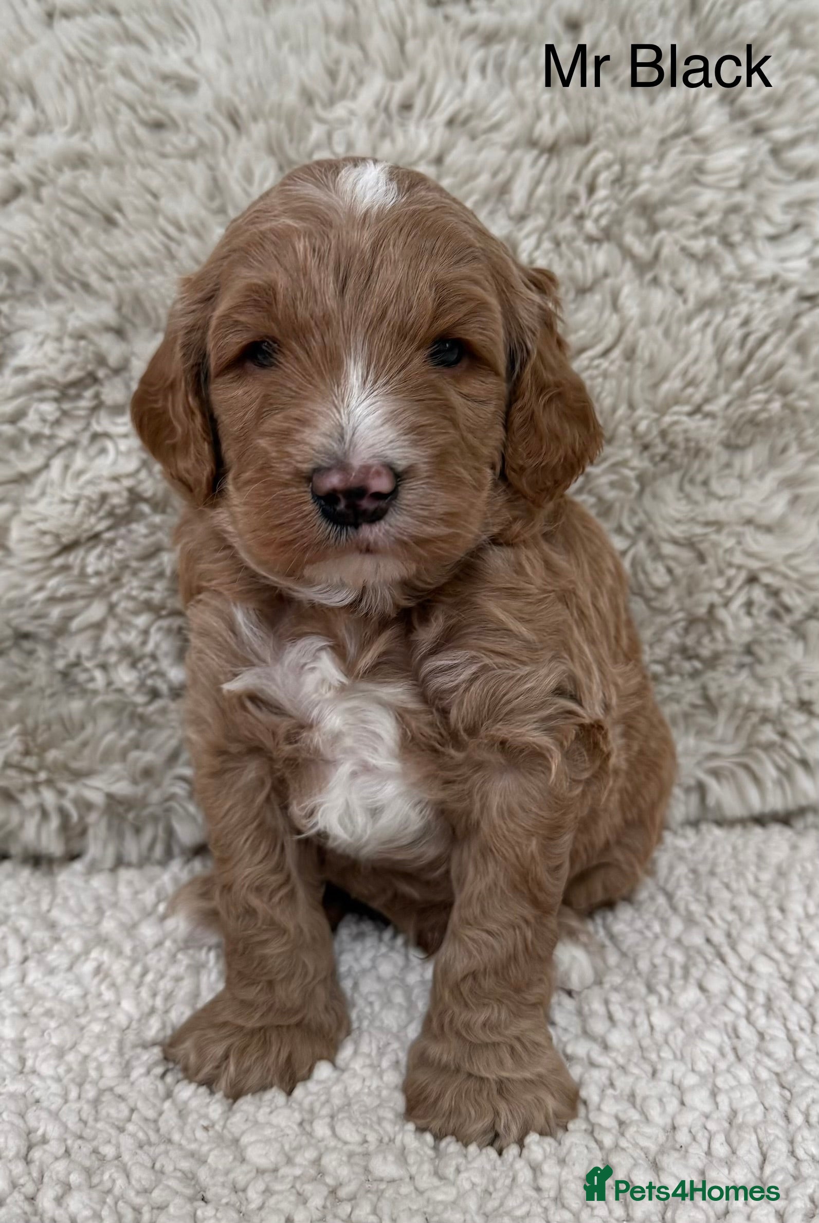 Double Doodle dogs Australian Double Doodle pups  - Advert 2