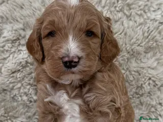 Double Doodle dogs Australian Double Doodle pups - Advert 2