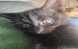 Mixed Breed cats for sale: 3 Beautiful kittens - Image 4