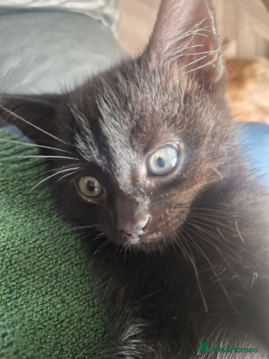 Mixed Breed cats for sale: 3 Beautiful kittens - Image 4