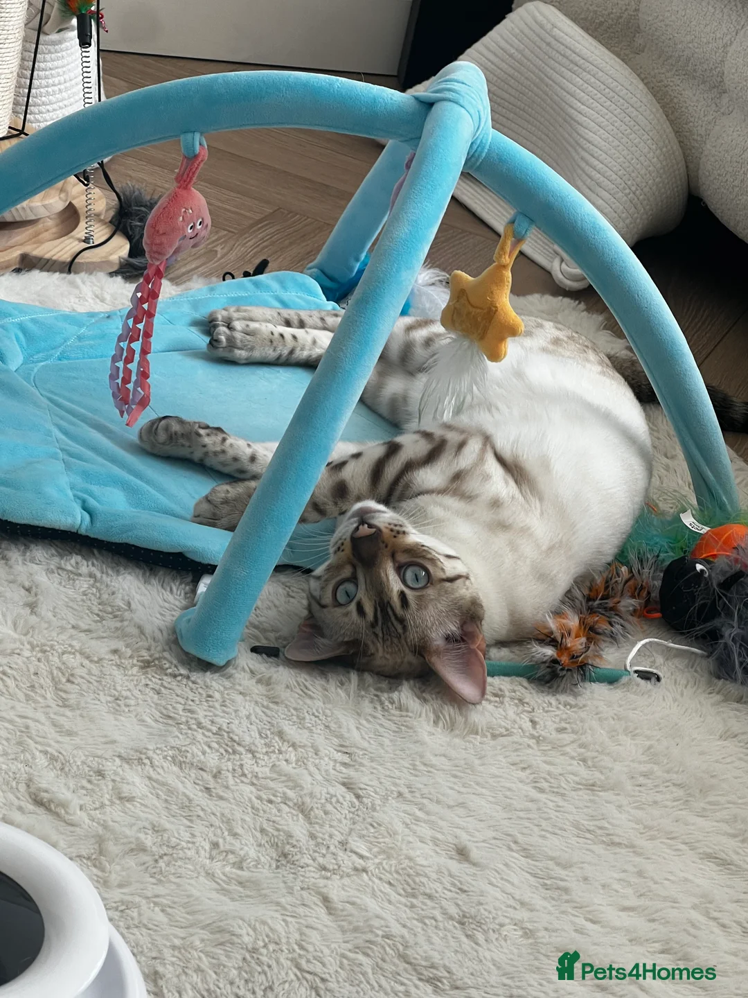Bengal cats for sale: Snow Lynx Bengal - Advert 2