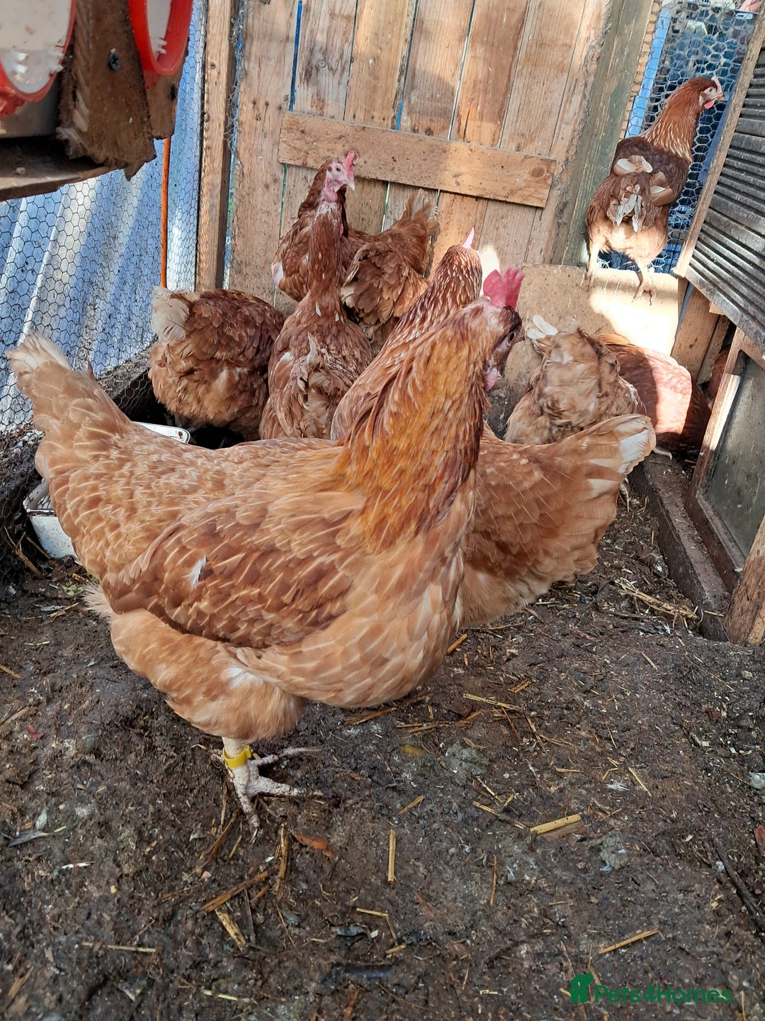 Chickens poultry for sale: Warren/lohman brown 18 months old for sale - Advert 6