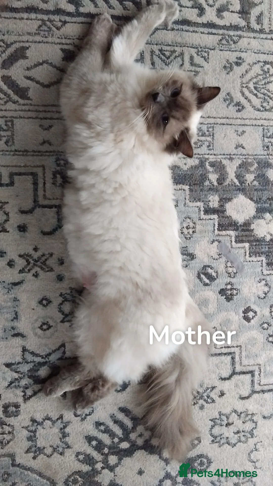 Ragdoll cats for sale: Blue color point pedigree breed ragdoll kitten  - Advert 16
