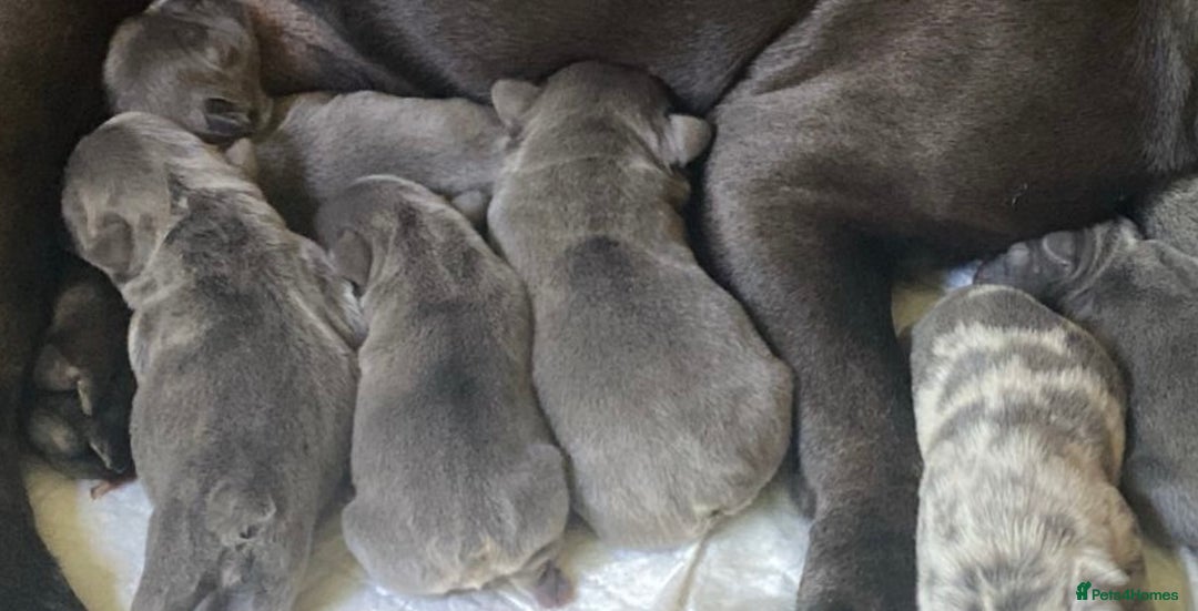 French Bulldog dogs for stud: Stud. Blue boy KC in Southampton - Image 7