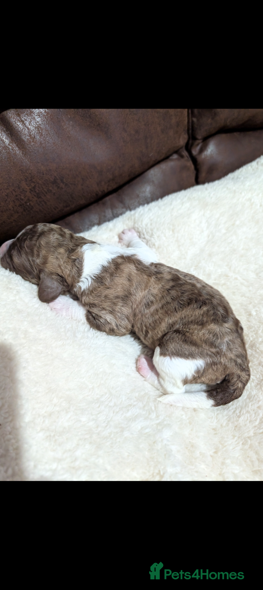 Standard Poodle dogs Beautiful Rare Colors BOYS 💖 - Advert 2