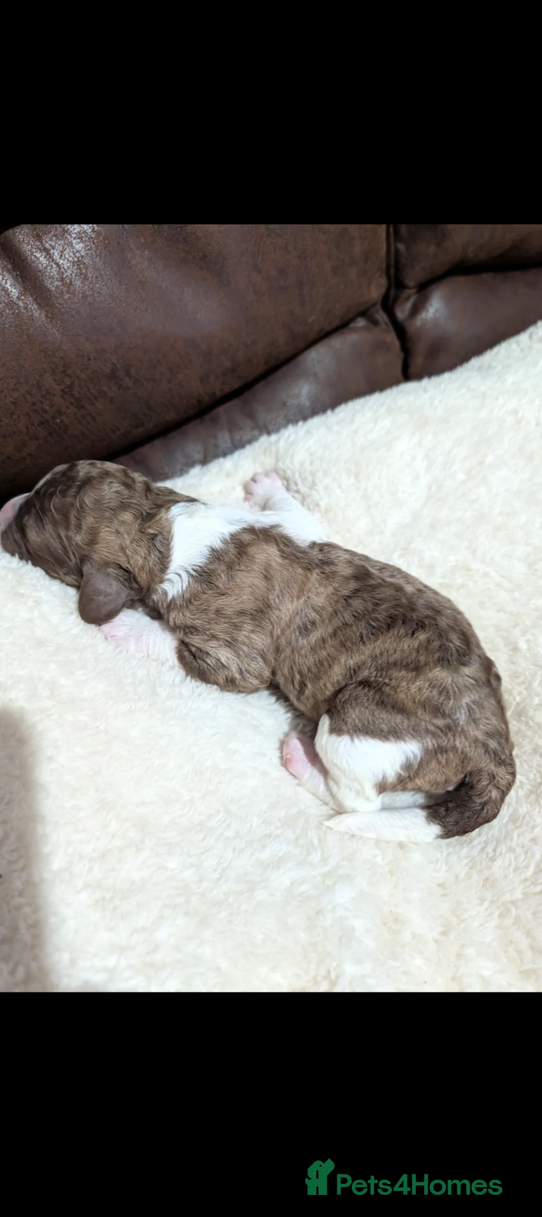 Standard Poodle dogs for sale: Beautiful Rare Colors BOYS 💖 - Advert 2