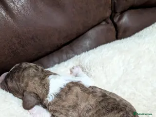 Standard Poodle dogs Beautiful Rare Colors BOYS 💖 - Advert 2