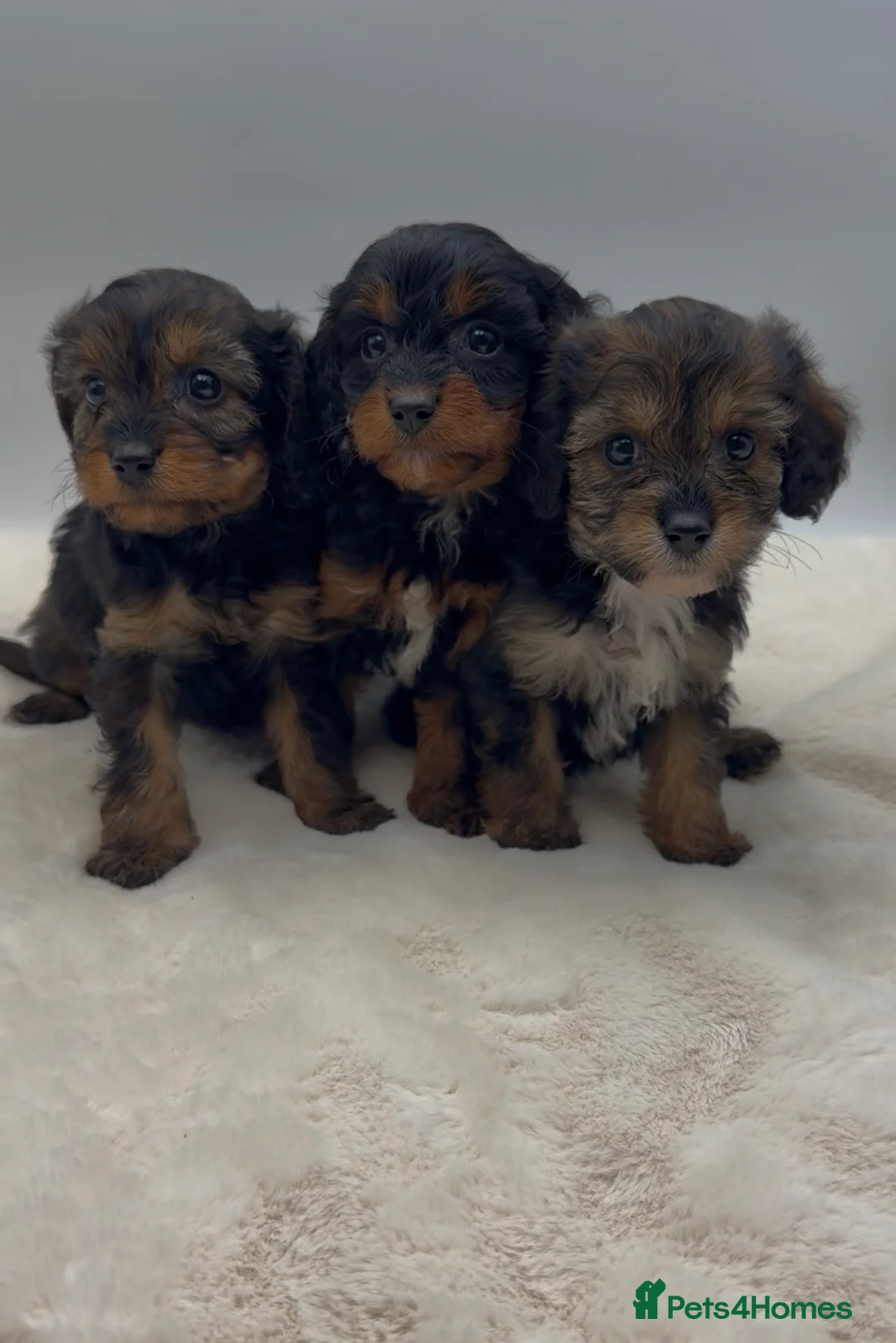 Cavapoo dogs for sale: Toy cavapoo puppies  - Advert 1
