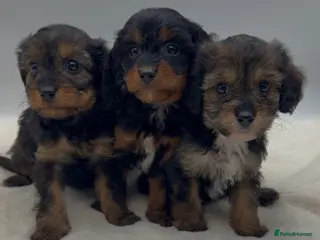 Cavapoo dogs Toy cavapoo puppies - Advert 1