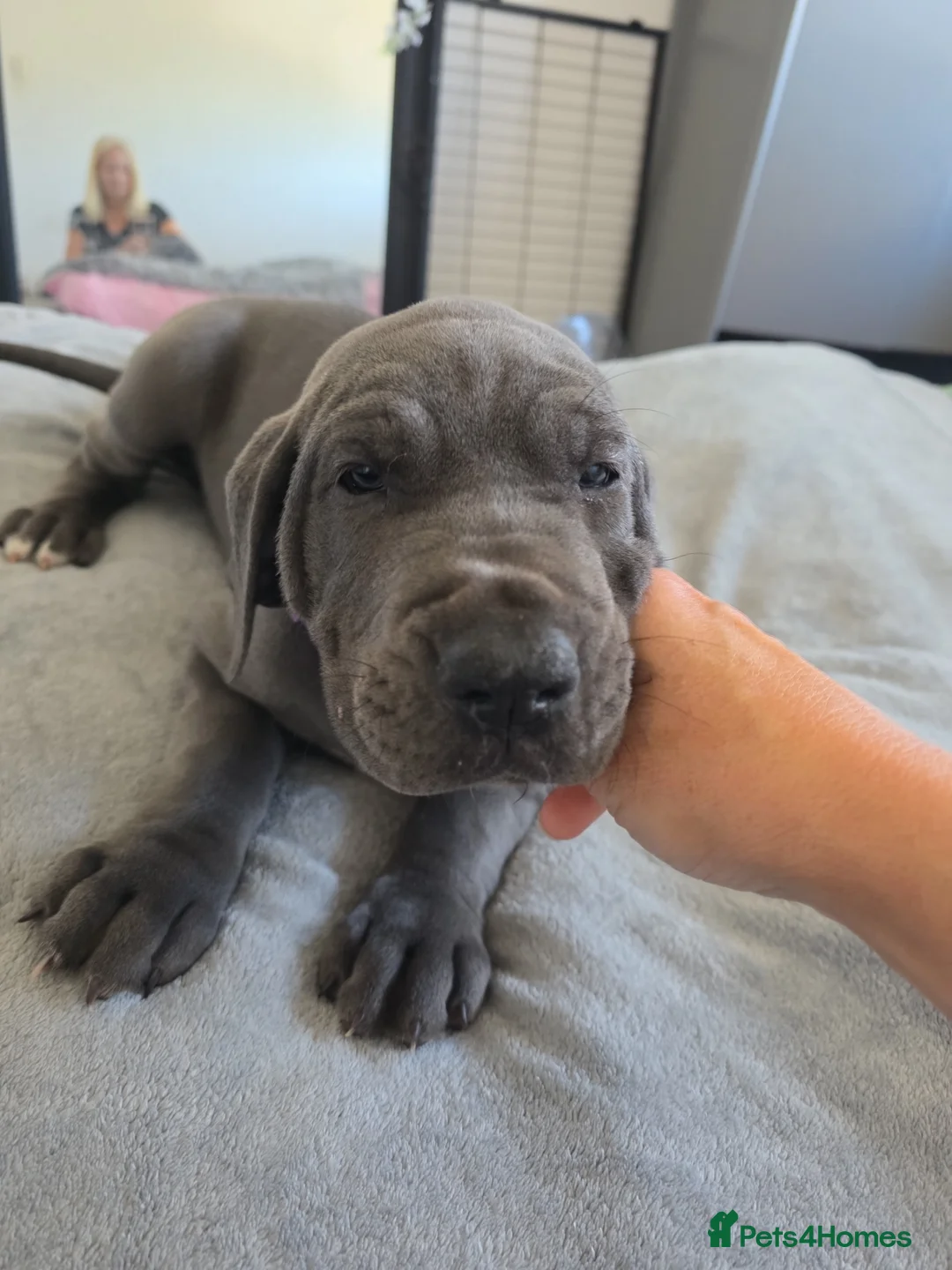 Great Dane dogs for sale: Purple collar  - Advert 5