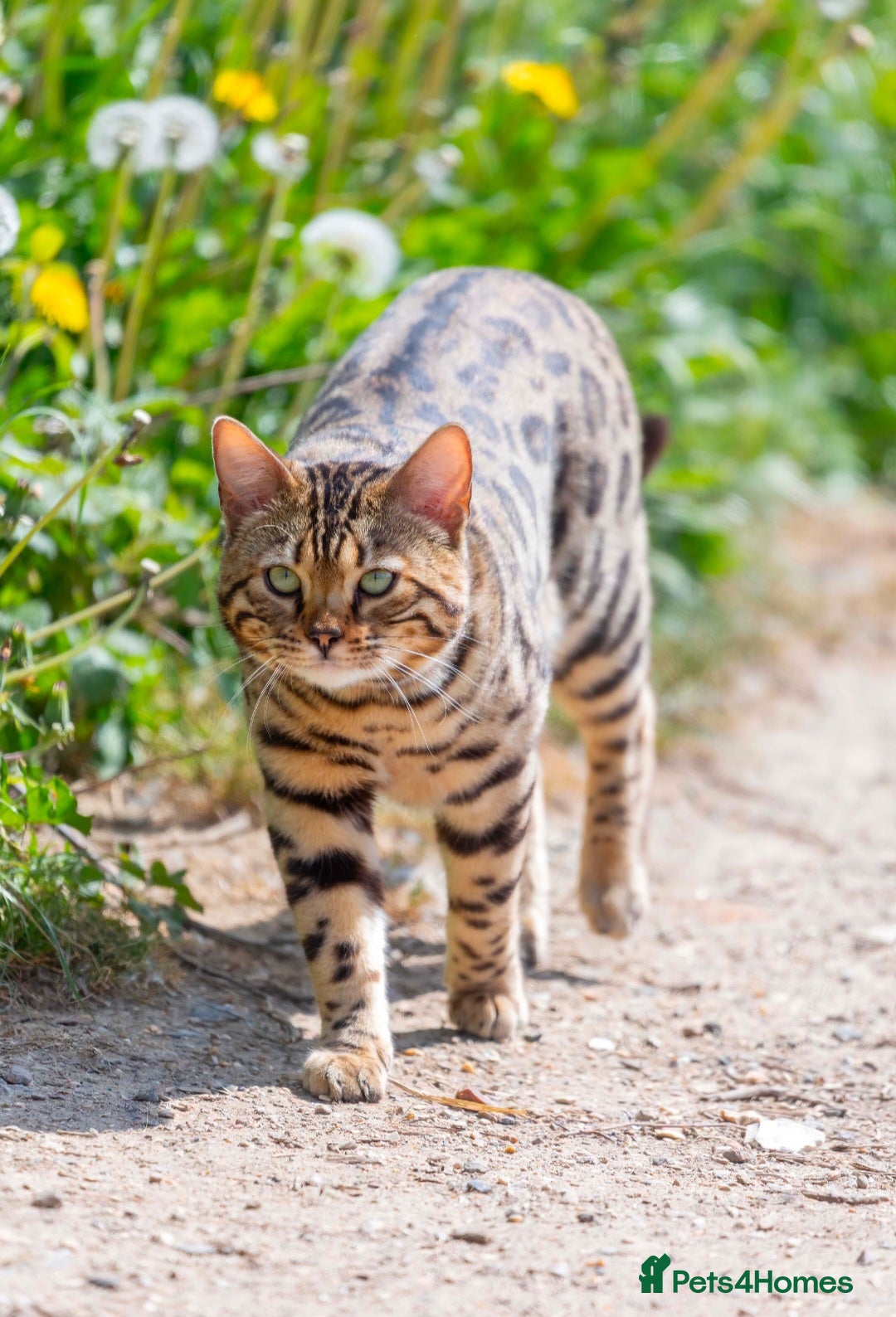 Bengal cats Unregistered bengal breeding pair - Advert 1