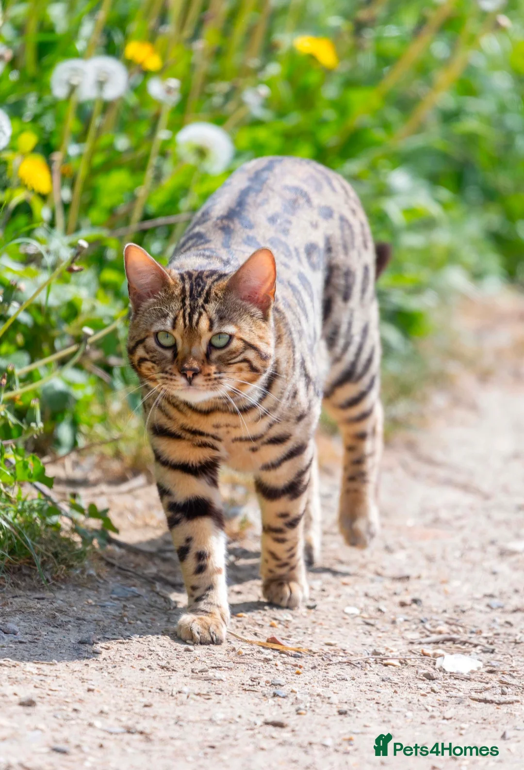 Bengal cats for sale: Unregistered bengal breeding pair - Advert 1